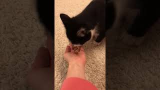 Katze frisst aus der Hand