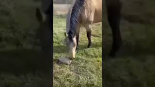 Tortoises gave shock to horse ? #shorts #viral #funny #insane #amazing #trend #animals #pet #laugh