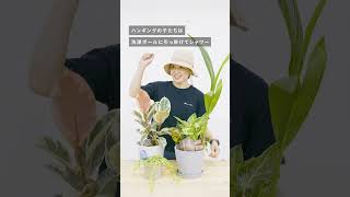 植物バイヤー流！自宅の植物の旅行対策 #観葉植物のある暮らし #インテリアグリーン