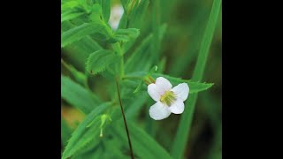 Gratīola officinālis - Авран лекарст-й