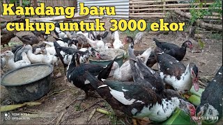 Secret: Rahasia Sukses Kandang Baru🤲ternak entok