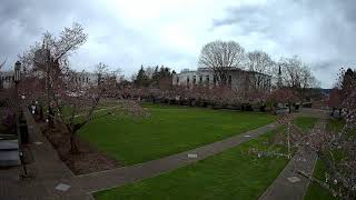 State Capitol State Park livestream of the cherry blossoms