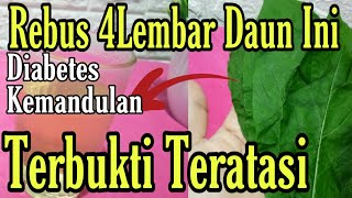 Mengatasi Diabetes dan Kemandulan Dengan Daun Sambung Nyawa