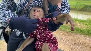 wow smart DuDu and BiBi baby monkey play in beautiful field with their mother