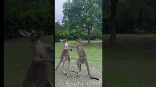 Kangaroo's fights like a UFC match #shorts #kangaroo #ufcfightnight #ufc #fighting #boxing #animals