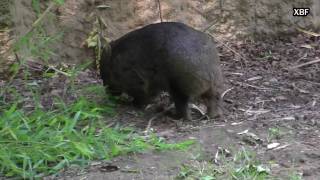 Wombat (Vombatus ursinus) [HD]