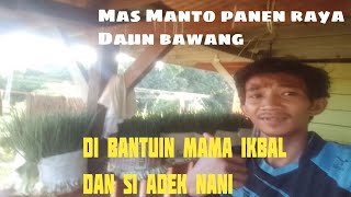 HASIL PANEN DAUN BAWANG HARI JUMAT // BERSAMA MAMA IKBAL DAN ADEK NANI