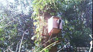 Greater spotted woodpecker at Stansfeld Park, Oxford