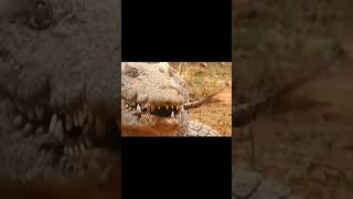 Crocodile eats baby lizard