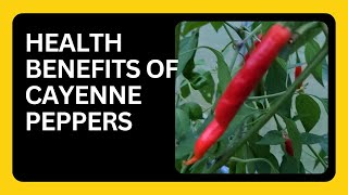 Incredible Medicinal Benefits of Cayenne Peppers