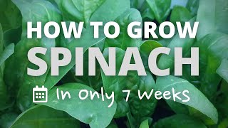 Quick & Easy Guide to Growing Spinach | Ready in 7 Weeks