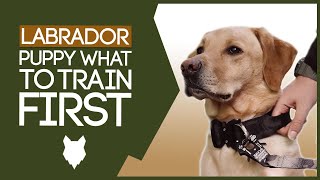 LABRADOR PUPPY TRAINING! What To Train Your Labrador Puppy First!?