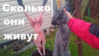 Сколько живут кролики % Кролики разведение на мясо