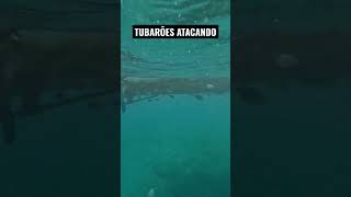 TUBARÕES ATACANDO (ficamos cercados) #shorts #short #viral