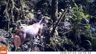 Brocket Deer (Mazama sp) in EcoMinga's Dracula Reserve