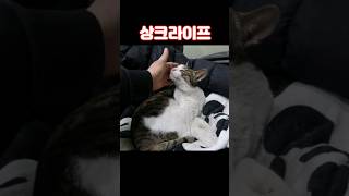 10년지기 친구를 떠나보내고 목이 쉬어버린 냥이