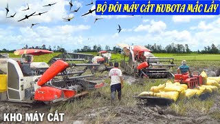 Cùng Xem Bộ Đôi Máy Cắt KUBOTA Bất Lực Khi Bị Mắc Lầy Ở Ruộng Này | Trận Lầy Kinh Hoàng Nhất