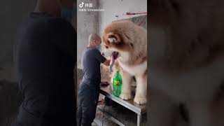 Like, big dog, cool | Duoyin (Tik Tok) chinese