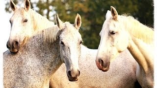 ВЛОГ ВЕЧЕР у друзей ЛОШАДИ ПРУД ПРАЗДНИК