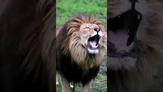 The Lion 🦁 King 👑 || Mufasa Epic Roar 🔥|| #shorts #short #viral 🔥📈📈