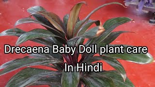 Drecaena Baby Doll (Cordyline Fruiticosa) plant care and propagation.How to make Baby Doll bushy.