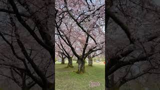 Cherry Blossom in Vancouver #shorts #cherryblossom