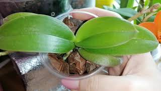 Phal. Sogo Gotris peloric