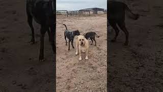 Shy with male and female dogs