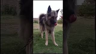 Why my German shepherd dog is not eating bescuits 🫤 #foryou #germanshepred #dogshorts #dog #dogs