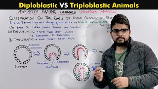 Animals embryonic body layers (Germ Layers) Or Classification on basis of Tissue Organization