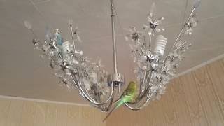 My Budgies Singing