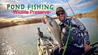 Striped Bass in a POND? (Active Target 2)