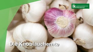 Die Knoblauchernte