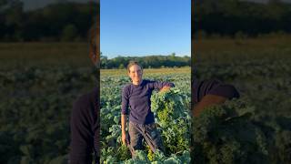 Winterbor Kale with Farmer Ashley #organicfarming #georgia #kale