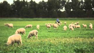 Murnong Farming Q & A - Lamb Production Indicators