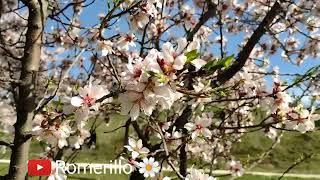 Feliz día de las madres a todas🌼❤️Les regalo estos bellos jardines🌷🌹🌸