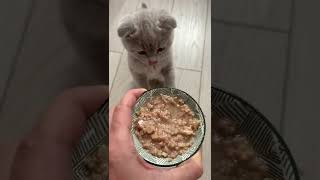 Kitten purring while eating #shorts