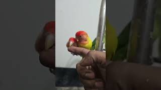 Pets Love Birds ❤️ #birds #petbird #parrot #talkingbird #tiyapakhi #lovebird #birdslover