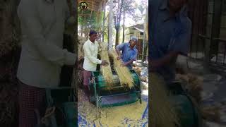 Paddy threshing