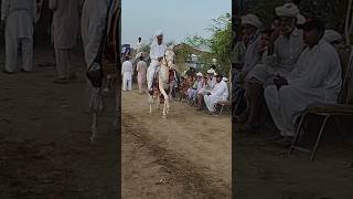 Horse racing . #desi #reels #horse #horselover #horseriding #racing #mela #culture #sarikivilog #old