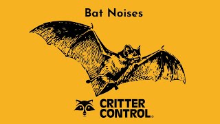 Bat Noises | What Sounds Do Bats Make? | Critter Control