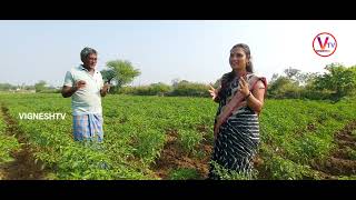 #మిరప రైతులు కి బొబ్బర కి మంచి మందులు|very high yielding|#mirchi|#Chilli విరగ కాసిన మిరప| @VigneshTV