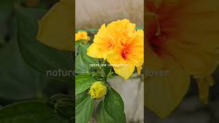 #flowers #garden #hibiscus #follow #reels #reel #subscribe #subscribers#views #share #summer #bangla