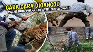 Menegangkan! Detik-detik Macan Tutul Serang Dan T3rkam Warga - Endingnya Malah Begini!