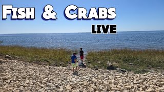 Fishing and Crabbing live! #fish #beach #crabs #fishing