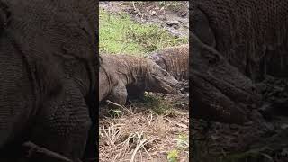 two vicious Komodo dragons