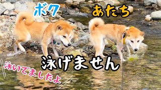 泳がない姉柴犬と一緒だと自分も泳げなくなる末っ子太郎、姉弟コンビの川遊びが可愛すぎました！