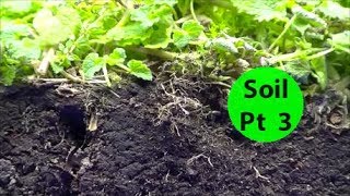 Soil Pt3 How to Start & GROW Nutrient DENSE Vegetables & Fruits No Till Garden Beginners Series