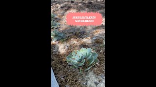 Echeveria Elegans Sukulent Dikim Sonrası