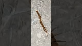 Creepy crawly Centipede! #arizona  #offgrid  #desert  #bug #centipede #short